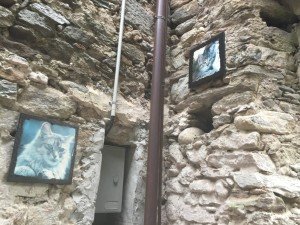 Brolo il paese dei gatti (12)