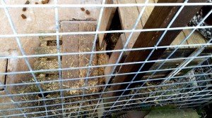 Cane via Fontane (5)