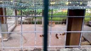 Cane via Fontane (6)